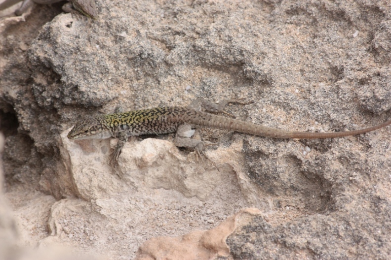 lacerta agricola? (Podarcis siculus)